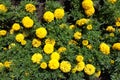 Top view of yellow flowers of Tagetes erecta Royalty Free Stock Photo