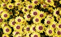 Yellow gazania