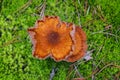 Top view of yellow mushrooms. Green moss. Fall. Cool weather