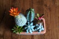 Top view Yellow orange color of blooming cactus flower is Astrophytum asterias is a species of white thorn cactus plant Royalty Free Stock Photo