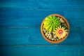 Top view of Yellow, orange and red color of Lobivia cactus flower In a pot with a green yellow cactus On a blue wooden table. Royalty Free Stock Photo