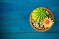 Top view of Yellow, orange and red color of Lobivia cactus flower In a pot with a green yellow cactus On a blue wooden table Royalty Free Stock Photo