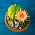 Top view of Yellow, orange and red color of Lobivia cactus flower In a pot with a green yellow cactus On a blue wooden table. Royalty Free Stock Photo