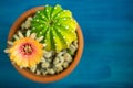 Top view of Yellow, orange and red color of Lobivia cactus flower In a pot with a green yellow cactus On a blue wooden table. Royalty Free Stock Photo