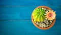 Top view of Yellow, orange and red color of Lobivia cactus flower In a pot with a green yellow cactus On a blue wooden table. Royalty Free Stock Photo