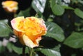 Top view of yellow and orange rose flower in a roses garden with a soft focus background Royalty Free Stock Photo