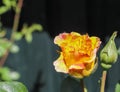 Top view of yellow and orange rose flower in a roses garden with a soft focus background Royalty Free Stock Photo