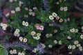 Top view of Yellow and Pink Euphorbia milli or Crown of Thorns flower bloom in pot. Royalty Free Stock Photo