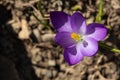 Top view of yellow pistil of saffron flower. Purple blurred crocus petals