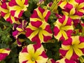Top view on yellow purple petunia flowers in gardencenter focus on blossom in center Royalty Free Stock Photo