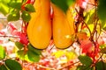 Top view of yellow rubber boots and colorful autumn leaves. natural  background Royalty Free Stock Photo