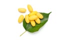 Yellow silkworm cocoons Royalty Free Stock Photo