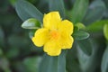 Top view Yellow Snake Vine Shrub flower