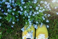 Top view of yellow sneakers on the green lawn full of blue small flowers. Hello summer! Nature Royalty Free Stock Photo