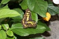 Top view on a yellow sparkled butterfly sitting on a green leaf with open wings in a greenhouse in emsbÃÂ¼ren emsland germany Royalty Free Stock Photo