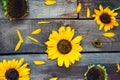 Top view Yellow sunflowers and petals on wooden rustic background of old fence. Agriculture harvest concept. Selective focus, spac Royalty Free Stock Photo