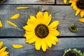 Top view Yellow sunflowers and petals on wooden rustic background of old fence. Agriculture harvest concept. Selective focus, spac Royalty Free Stock Photo