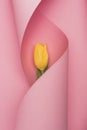 Top view of yellow tulip wrapped in paper swirl on pink background