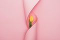 Top view of yellow tulip wrapped in paper swirl on pink background