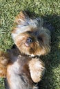 Top view of Yorshire Terrier puppy looking cute on lawn in a garden in Hout Bay, Cape Town.