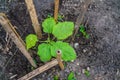 A Top view Young eggplant tree growing in the garden Royalty Free Stock Photo