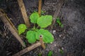 A Top view Young eggplant tree growing in the garden Royalty Free Stock Photo