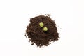 Top view young green sprout seedlings in fertile soil on white background Royalty Free Stock Photo