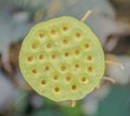 Top view young lotus seed po Royalty Free Stock Photo