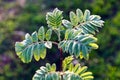Top view of young mountain ash branch, green leaves of rowan in spring sunny day, selective focus Royalty Free Stock Photo