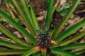 Top view Young pineapple on the plantation Royalty Free Stock Photo