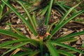 Top view Young pineapple on the plantation close up Royalty Free Stock Photo