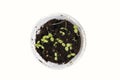 Top view young sprouts seedlings in plastic box on white background