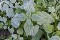 Top view of young stinging nettle stem covered with hoarfrost