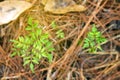 Top view of young tree growing in the forest. Royalty Free Stock Photo