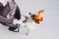 top view of a young woman with her cute small dog wearing a pumpkin diadem. Woman wearing a skeleton costume. Halloween concept. Royalty Free Stock Photo