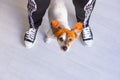 top view of a young woman with her cute small dog wearing a pumpkin diadem. Woman wearing a skeleton costume. Halloween concept. Royalty Free Stock Photo