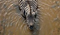 Top view of a zebra drinking from a watering hole Royalty Free Stock Photo