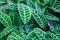 Top View of Zebra Plant Calathea Zebrina tropical striped evergreen ornamental plant leaves foliage wallpaper background