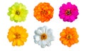 Top view of Zinnia Flower on white background Royalty Free Stock Photo