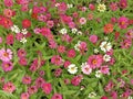 Top view of Zinnia flowers plant background. Pink, red, white and green backgrounds of zinnia flower plants. Royalty Free Stock Photo