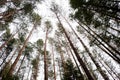 Top views of large pine trees on Carpathian mountains forest Royalty Free Stock Photo