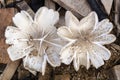 Top Of White Mushrooms Growing In Sawdust