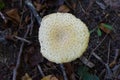 Top of Wild Mushroom Royalty Free Stock Photo