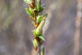 The top of the Willow shoot Salix udensis with female inflorescences and blooming leaves