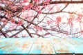 pink cherry blossom flower sakura on sky background in spring season. Royalty Free Stock Photo