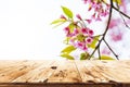 Pink cherry blossom flower sakura on sky background in spring season. Royalty Free Stock Photo