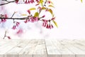 pink cherry blossom flower sakura on sky background in spring season. Royalty Free Stock Photo