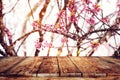 Pink cherry blossom flower sakura on sky background in spring season. Royalty Free Stock Photo