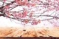 pink cherry blossom flower sakura on sky background in spring season. Royalty Free Stock Photo