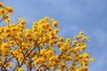 Branches of a yellow flowering ipe tree. Royalty Free Stock Photo